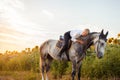 woman rides a gray horse in a field at sunset. Freedom, beautiful background, friendship and love for the animal. Sports Royalty Free Stock Photo