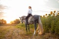 woman rides a gray horse in a field at sunset. Freedom, beautiful background, friendship and love for the animal. Sports Royalty Free Stock Photo