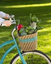 Woman riding a bike with fresh vegetables from market Royalty Free Stock Photo