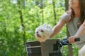 Woman riding a bike with her dog Royalty Free Stock Photo