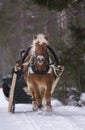 Woman riding with horsedrawn sleight in winter Royalty Free Stock Photo