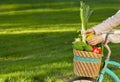 Woman riding from market on bicycle with organic purchases Royalty Free Stock Photo