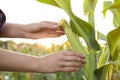 Woman with ripe corn cob in field, closeup Royalty Free Stock Photo