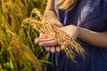 A woman and a ripe harvest of rice. Rice porridge, rice flakes,