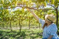 Woman ripe juicy purple grapes in the garden