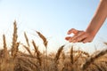 Woman in ripe wheat spikelets field, closeup Royalty Free Stock Photo