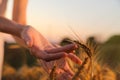 Woman in ripe wheat spikelets field, closeup Royalty Free Stock Photo