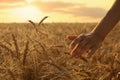 Woman in ripe wheat spikelets field, closeup Royalty Free Stock Photo