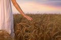 Woman in ripe wheat spikelets field, closeup. Space for text Royalty Free Stock Photo