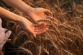 Woman in ripe wheat spikelets field Royalty Free Stock Photo