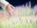 Woman rips lavender flowers on a natural background, blurred background, space text