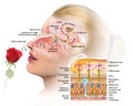 Olfactory sense, sense of smell, woman with rose, detailed illustration of the olfactory region, medically illustration