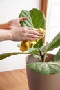 A woman rubs the leaves of a houseplant Ficus lyrata. The concept of plant care, removal of dust from large leaves