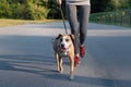 Woman in running suit jogging with her dog. Young fit female and Royalty Free Stock Photo