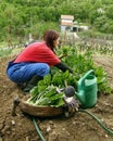 Woman rural with chard Royalty Free Stock Photo