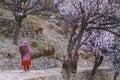 Woman in rural village in Pakistan walking on country road in spring season with field of blossoming trees