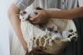 Woman in rustic dress holding basket with cute little kittens. Adorable kitties in basket. Adoption