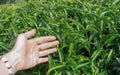 Woman's arm with green fields of tea in Ooty