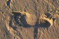 A woman\'s footprint on wet sand Royalty Free Stock Photo