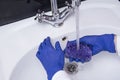 WomanÃ¢â¬â¢s gloved hands washing white washbasin. Maid or housewife cleaning wash basin. Close up of hand with sponge. Domestic Royalty Free Stock Photo