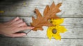 Woman's Graceful Gesture: Embracing the Beauty of a Yellow Maple and Oak Leaf on a Textured Wooden Surface in the Background Royalty Free Stock Photo