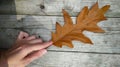 Woman's Graceful Gesture: Embracing the Beauty of a Yellow Maple and Oak Leaf on a Textured Wooden Surface in the Background