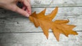 Woman's Graceful Gesture: Embracing the Beauty of a Yellow Maple and Oak Leaf on a Textured Wooden Surface in the Background