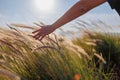 A woman's hand is above the tall grass and touches it while walking through the fields Royalty Free Stock Photo