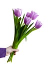 Woman's hand with a bouquet of purple tulips isolated on white background Royalty Free Stock Photo