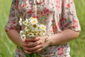 Woman's hand with a camomile on sunny summer day Royalty Free Stock Photo