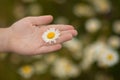 Woman`s hand with a camomile on sunny summer day Royalty Free Stock Photo