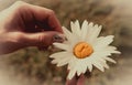 Woman`s hand with a camomile on sunny summer day, close-up Royalty Free Stock Photo