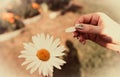 Woman`s hand with a camomile on sunny summer day. Fortune telling on a camomile Royalty Free Stock Photo