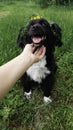 A woman`s hand caresses dog with wreath of flowers on its head.