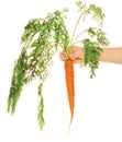 Woman-s hand with carrot Royalty Free Stock Photo