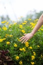 Woman`s hand touching some flowers in the field Royalty Free Stock Photo