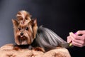 A woman\'s hand combs the long hair of a Yorkshire terrier with a comb on a black background Royalty Free Stock Photo