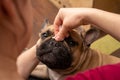 Wrinkle Cleaning for French Bulldog