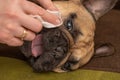 Wrinkle Cleaning for French Bulldog