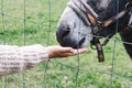 A woman's hand feeds donkeys through the fence