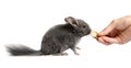 Feeding a small gray chinchilla Royalty Free Stock Photo