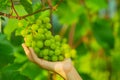 Woman`s hand is gathering green grapes on the branch