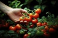 A woman\'s hand gently caresses bunches of red tomatoes. Generative AI