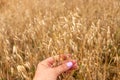 A woman`s hand gently touches the golden ripe ears of oats in the oat field. Summer concept, harvest time. Organic agricultural Royalty Free Stock Photo