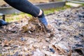 A woman's in a glove collects mulch from dry grass and fallen leaves in a garden bed after winter. Garden soil preparation i