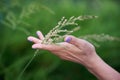 A woman's hand gracefully touches a field spikelet.