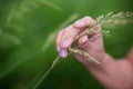 A woman's hand gracefully touches a field spikelet.