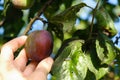 Woman`s hand harvests plums. Plum fruit on plum tree.