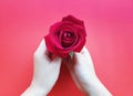 The woman`s hand is holding a beautiful red rose.  on pastel red backgrounds. Valentines day. The concept of love. Royalty Free Stock Photo