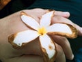 A woman`s hand holding a beautiful white flower with yellow in the middle and bordered by brown.